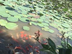 -大湾区中央湿地公园