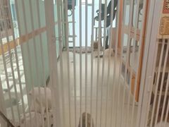 -三花喵·撸猫购宠·宠物生活馆(虹桥南丰城店)