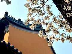 -灵谷景区