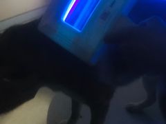 -中农国际动物医院24小时·猫科·骨科·急重症中心