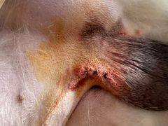-乐琪宠物医院·犬猫专科·骨外科·急重症