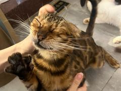-楼上猫咖(罗湖店)