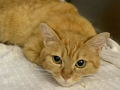 -爱妮康宠物医院·干细胞免疫细胞·肿瘤·心脏(张江店)