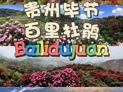 -贵州百里杜鹃风景名胜区