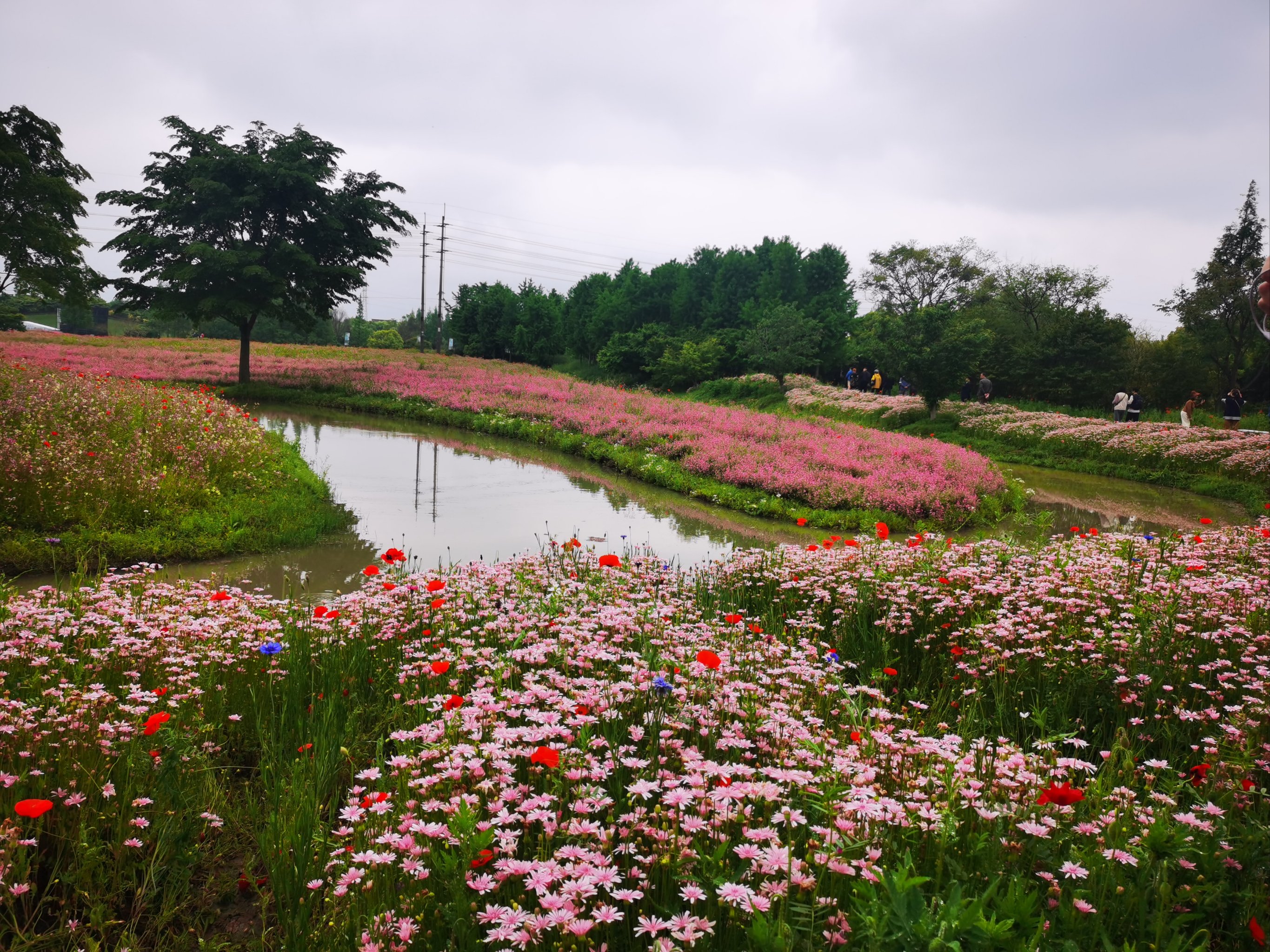 花开海上生态园花期图片