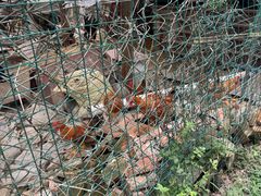 -马陆小张葡萄园农家乐