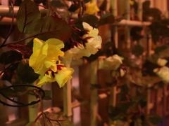 -蘭葶花酒馆(鼓楼店)