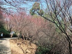 -金鸡山公园