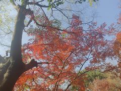 -秋霞圃