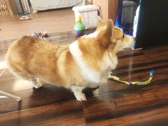 -豆柴町-柴犬主题狗咖(红鼎国际C座店)