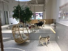 -Husky Go!哈士奇体验馆·宠物咖啡厅狗咖