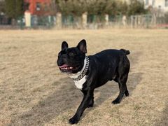 -趣玩宠物乐园寄养训犬训狗游泳池