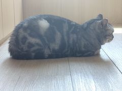 -鼓捣猫呢主题猫咖店