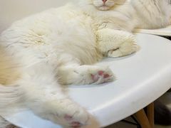 -我爱猫咪·猫咖·狗咖·安哥拉兔·羊驼咖(小寨华旗店)