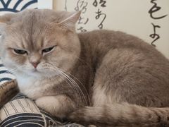 -Let's go狗咖·猫咖·奶狗·桌游(春熙路IFS店)