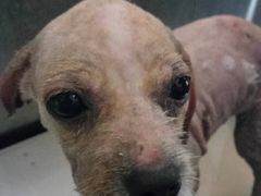 -伟伟宠物医院·CT影像中心·瑞派犬猫综合性门诊(汉口总院)