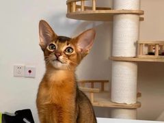 -猫十亿·布偶金渐层·曼基康矮脚猫舍(青年路店)