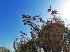 -盘龙城国家考古遗址公园