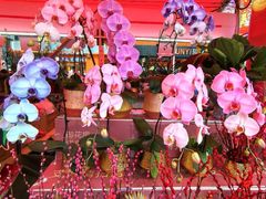 -越秀西湖花市(广州城市广场花卉店)