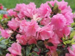 -一尺花园(安和花园店)