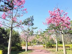 -风云岭森林公园