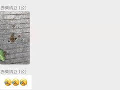 -南京Hallo宠物乐园·哈罗犬舍·柴犬繁育基地