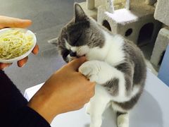 -喵的天空名猫咖啡馆·撸猫·猫舍·用品