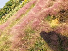 -杭州湾海上花田景区