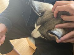 -Husky Go! 哈士奇体验馆·宠物咖啡厅狗咖