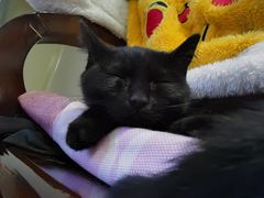 -北京恒爱动物医院(清景园分院)