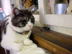 -海边的猫和咖啡馆