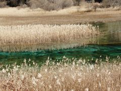 -九寨沟-树正沟