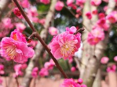 -望江楼公园