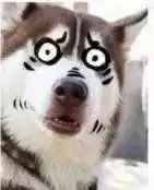 -CoCo都可(骆家庄新店)