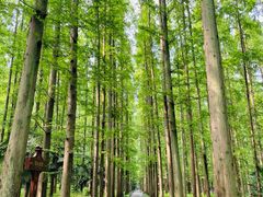 -东平国家森林公园