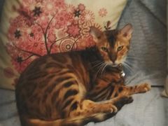 -李小姐の猫咖啡馆(五角场店)