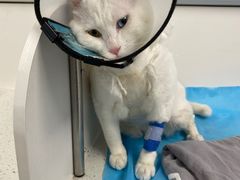 -纳吉亚猫专科动物诊疗中心(蒋宅口分院)