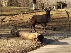 -北京野生动物园