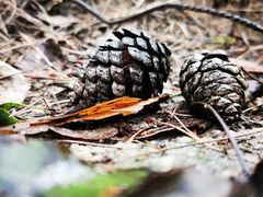 -铁山坪森林公园