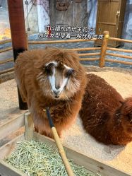 -Zoolung Zoolung动物主题公园(海信广场店)