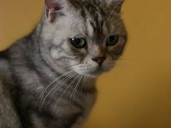 -猫猫幼稚园·撸猫·桌游·电玩