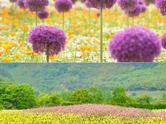 -径山花海