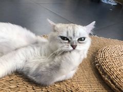 -Heymao猫咖.咖啡厅(东门店)