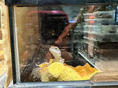 -酷以爬仙阁实体爬宠店·守宫·蜥蜴·专业繁育