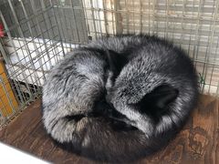 -宫城藏王狐狸村