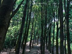 -广州市帽峰山景区