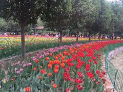 -洛阳郁金香牡丹园