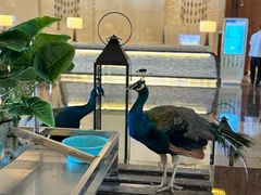 -西双版纳融创皇冠假日度假酒店