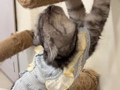 -共舞时光猫咖·狗咖(新街口店)