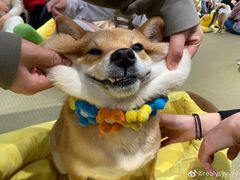 -逗柴咖啡屋·狗咖猫咖宠物桌游